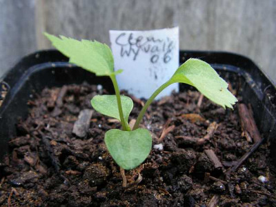 clematis_heracleifolia_Wyevale_Saemling_015.jpg