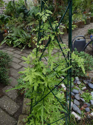 Lygodium japonicum ...    15.8.18 007.jpg