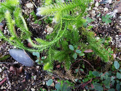 Lycopodium clavatum ...    15.8.18 002.jpg
