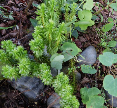 Huperzia lucidula Syn. Lycopodium lucidulum ...   15.8.18 005.jpg