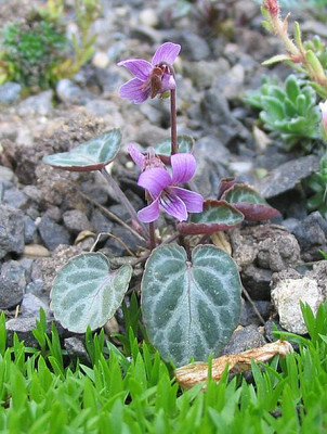 unbekanntes_Steingartenveilchen_fars_2007.jpg