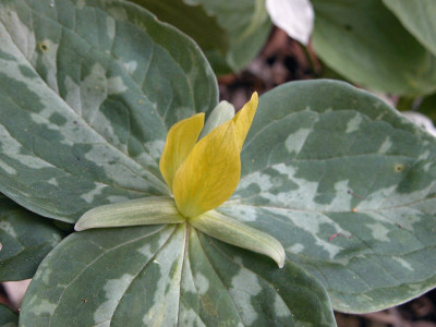 Trillium_lut..jpg