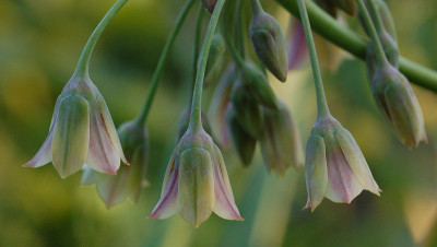 Nectaroscordum-siculum-2804.jpg