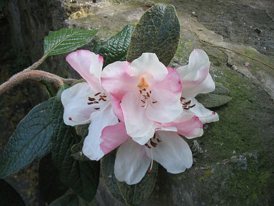 Rhododendron_edgeworthii_fars_2007.jpg