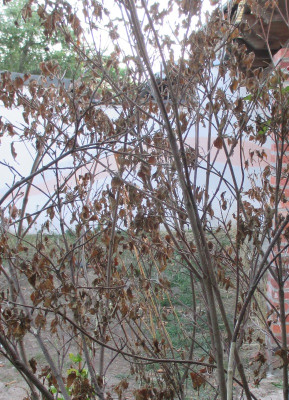 Cornus.jpg