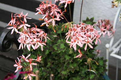 Pelargonie1917.JPG