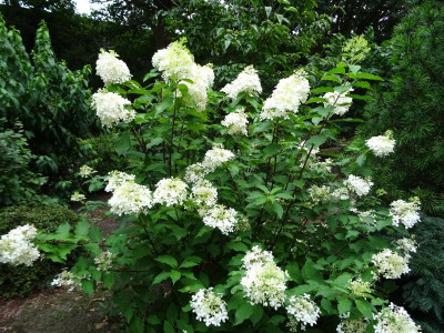 Hydrangea paniculata Phantom August 218.JPG