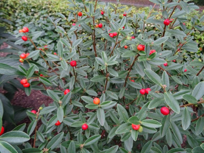 Daphne tangutica Beeren August 2018.JPG