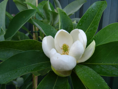 Magnolia virginiana August 2018.JPG