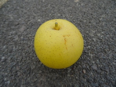 Nashi Birne August 2018.JPG