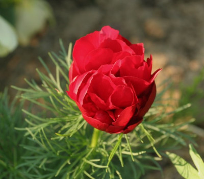 paeonia_tenuifolia_rubra_plena_4991.jpg
