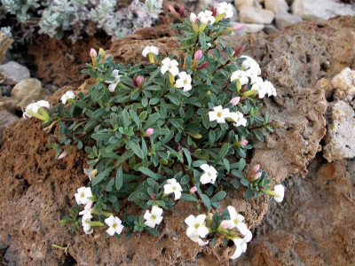 Daphne jasminea 17.08.18.JPG