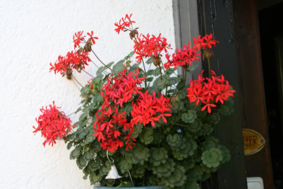 Pelargonie2918.JPG
