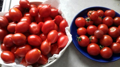 20180817_Tomaten.jpg