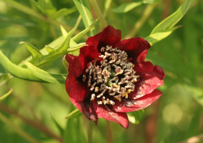 paeonia_delavayi_4979.jpg