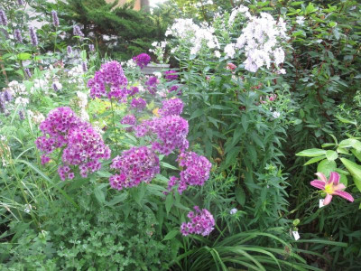 Phlox pan.jpg