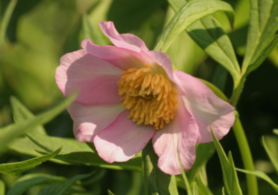 paeonia_anomala_4983.jpg