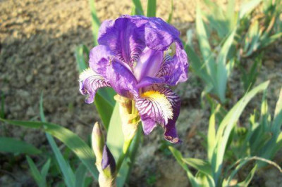 000_1601_Iris_Himmelmann.jpg