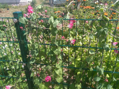 IMG_20180729_132257.jpg