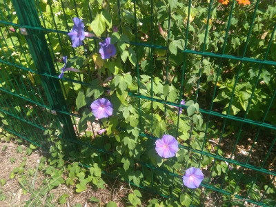 IMG_20180729_132236.jpg