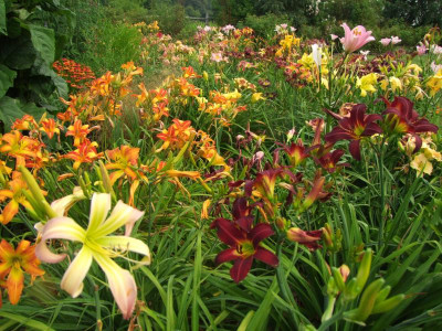 Hemerocallis.JPG