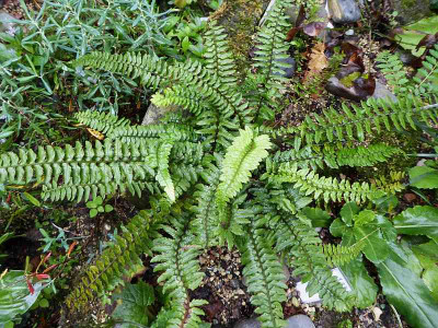 Polystichum otophorum ...    17.8.18 009.jpg
