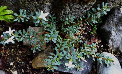 Daphne jasminea ...   17.8.18 013.jpg