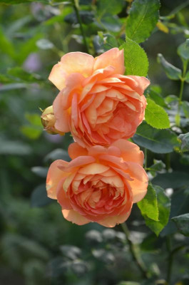 Rose-LadyOfShalott.17-1.jpg