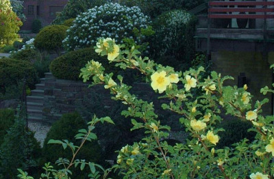 Rosa_Canary_Bird_1_26-04-2007.jpg