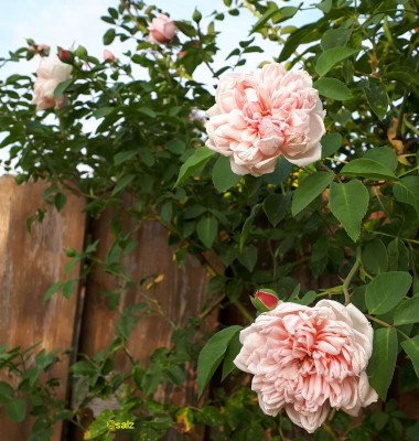 Rose Albertine Nachblüte 2018.jpg