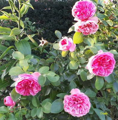 Rose Lonardo da Vinci 2018.jpg