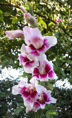 Minigladiole_like an orchid 2018.jpg