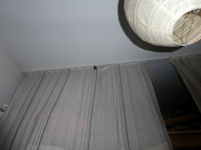 Fledermaus 4.jpg