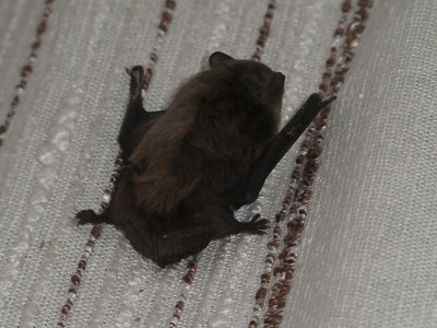 Fledermaus 3.jpg