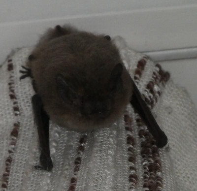 Fledermaus 2.jpg