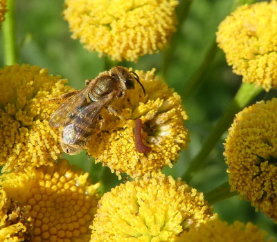 Bienchen auf Rainfarn.jpg