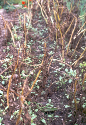 Phytophtora_infestans_an_Kartoffeln_im_Juli.jpg