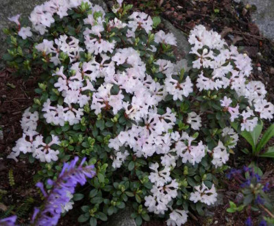 Rhododendron_sargentianum_x_myrtifolium.JPG