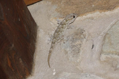 nightly visitor 2.jpg