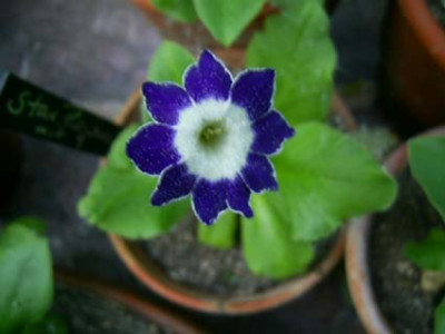 Star_Flower_PIC_0606.jpg
