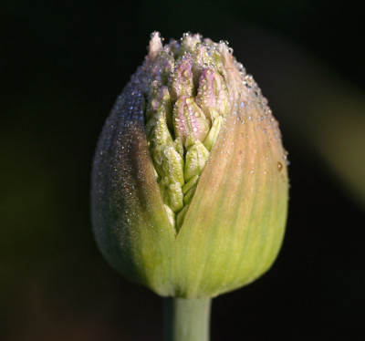 Allium-nach-Regen-3.jpg