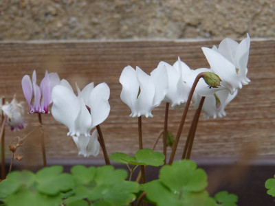 2018-08-15 Cyclamen hederifolium 2.jpg