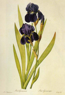IRIS_germanica_von_Redoute_2_copy.jpg