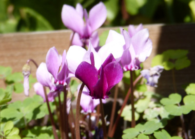 2018-08-19 Cyclamen hederifolium 1.jpg