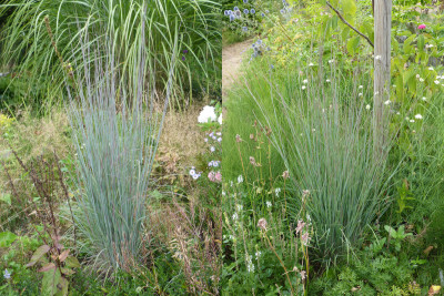 2018-08-13 Gräser Schizachyrium scoparium 'Red Frost' - 'Blue Heaven'.jpg