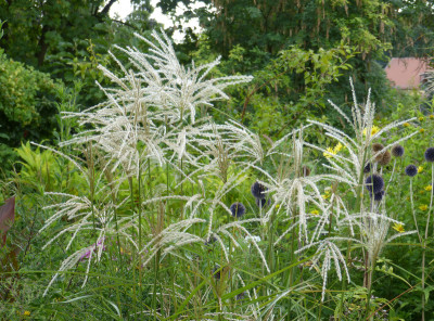 2018-08-15 Miscanthus 'Aldebaran' 1.jpg