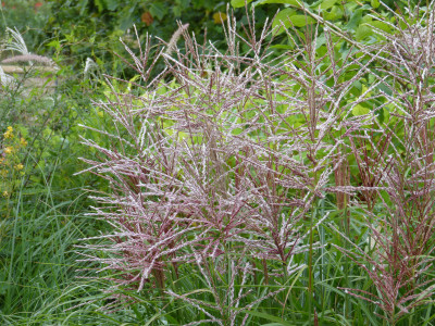 2018-08-15 Miscanthus 'China' 1.jpg