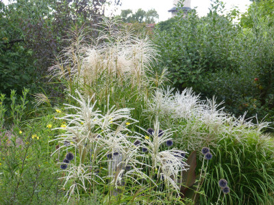 2018-08-15 Miscanthus 'Aldebaran' - 'Veitshöchheim' - 'Haiku' 1.jpg