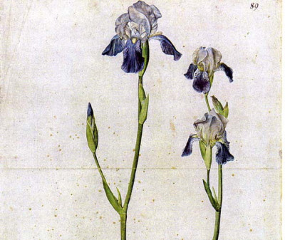 Iris_germanica__vopn_Durer_copy.jpg