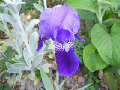 Iris_germanica_wie_Durer_PIC_0046.jpg
